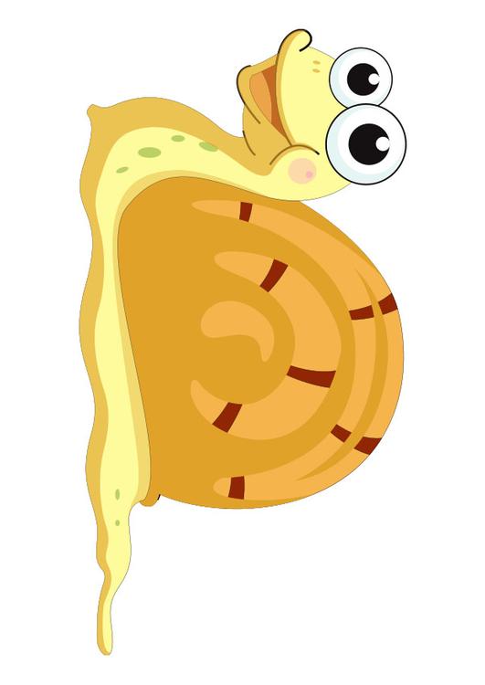 chiocciola