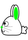 immagini coniglio - profilo