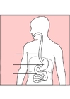 digestione