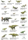 immagini Dinosauri (Basal Ceratopsia)