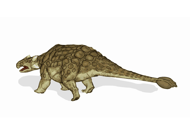 immagine dinosauro - ankylosaurus 2