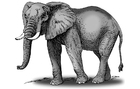 immagini elefante