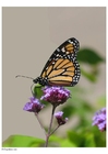 Foto farfalla