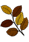 immagine foglie d'autunno