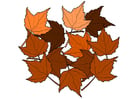 immagini foglie d'autunno