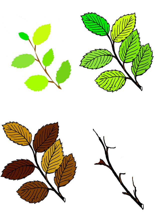 immagine foglie di tutte le stagioni