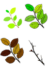 immagini foglie di tutte le stagioni