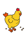 gallina