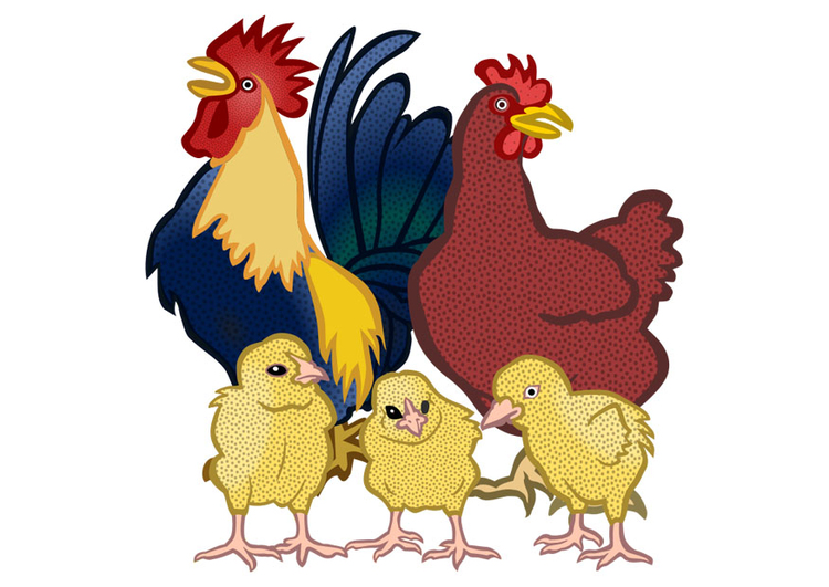 immagine gallo, gallina e pulcini