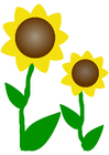 immagini girasoli