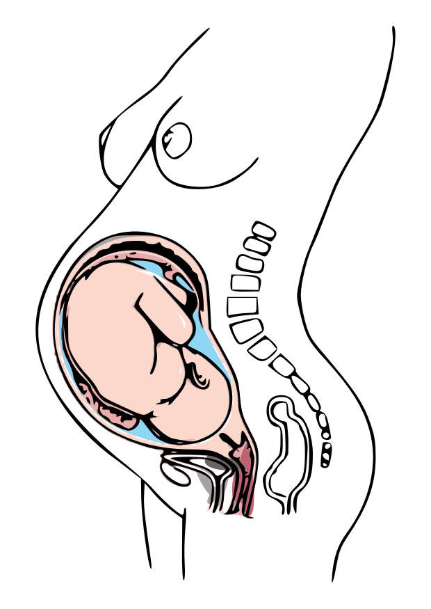 immagine gravidanza