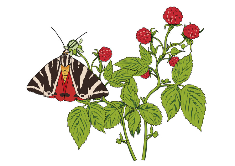 immagine lamponi con farfalla