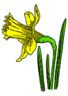 immagini narciso selvaggio