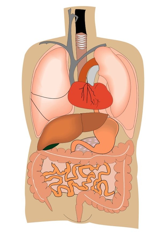 Immagine Organi Interni Disegni Da Stampare Gratis Imm