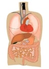 immagini organi interni