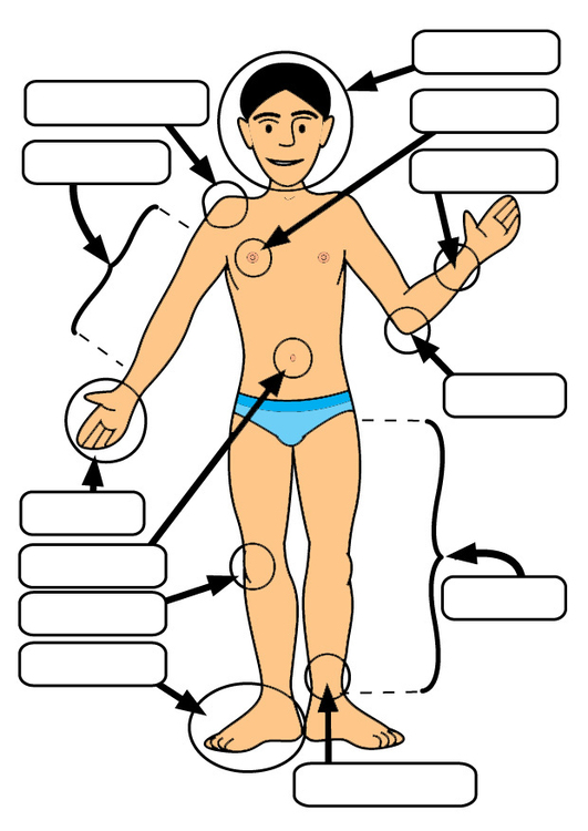 immagine parti del corpo