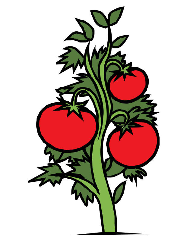 immagine pianta di pomodori