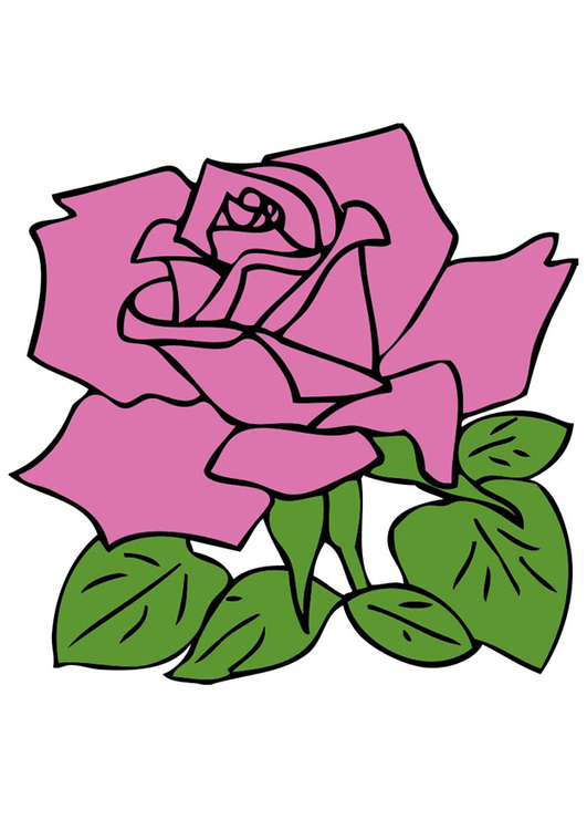 immagine rosa