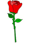 immagine rosa rossa