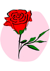 immagine rosa rossa