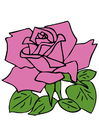 immagini rosa