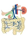 immagini sistema digestivo