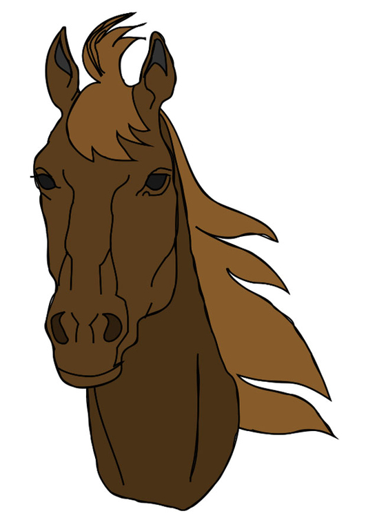 immagine testa di cavallo