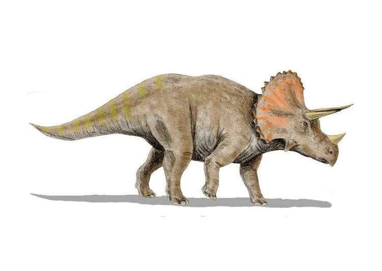 immagine Triceratops