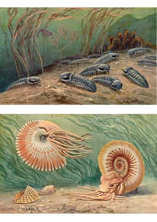immagine Triobiti ed Ammoniti