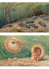 immagini Triobiti ed Ammoniti