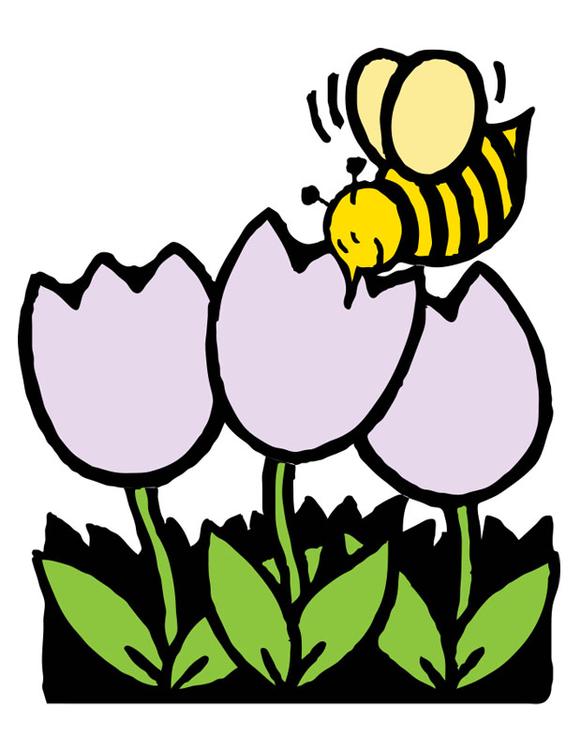 tulipani e ape