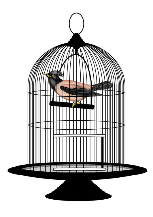 immagine uccello in gabbia